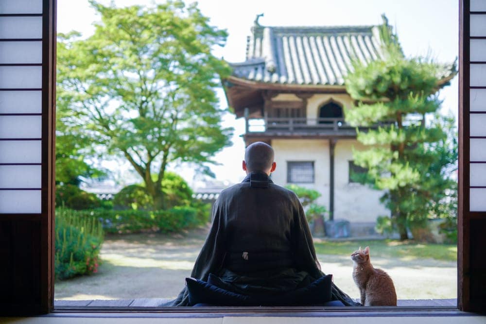 Warga Jepang Diperingatkan untuk Tidak Sentuh Kucing.